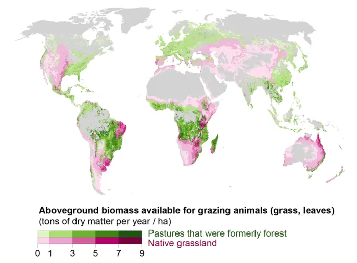 Amount of edible pasture grasses and vegetation grown in each gridcell per year for grazing livestock (pasture aboveground biomass). Darker colors refer to more annual pasture growth per unit area. Green shows pasture growth in potential forest areas, where pasture has replaced areas that were once forested. Pink shows pasture growth in native grassland areas.