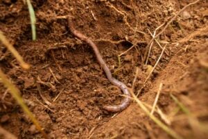 A new study in the journal Environmental Science and Technology tested the effects of conventional polyester fibres and two bio-based fibres –viscose and lyocell – on earthworms, a species critical to the health of soils globally