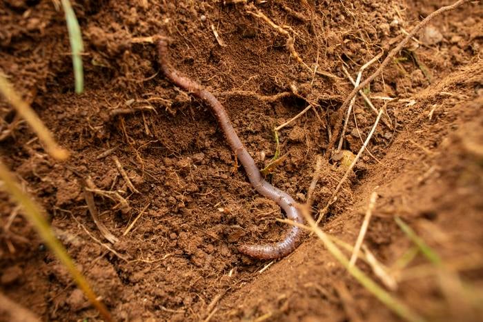 A new study in the journal Environmental Science and Technology tested the effects of conventional polyester fibres and two bio-based fibres –viscose and lyocell – on earthworms, a species critical to the health of soils globally