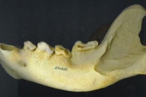 Example of Worn Hyena Jaw