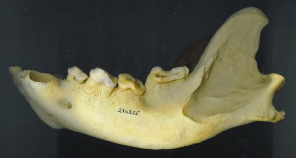 Example of Worn Hyena Jaw