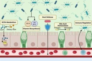 Functions of the gut microbiome. Created with BioRender.com. SCFA, short chain fatty acids.