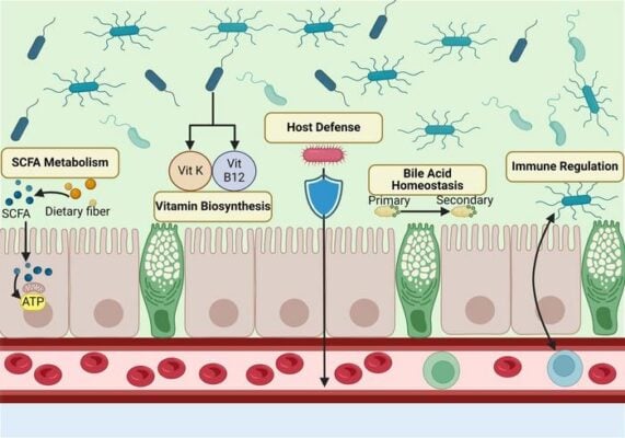 Functions of the gut microbiome. Created with BioRender.com....                    </div>

                    <div class=