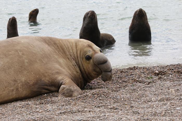 A subadult male elephant seal can be seen near sea lions in October 2024. Subadult elephant seals and sea lions frequently intermingle at rookeries along Península Valdés in Argentina. Close contact between pinniped species may have facilitated the spread of HPAI in 2023.