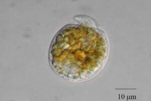 Marine Dinoflagellate Amphidinium sp.