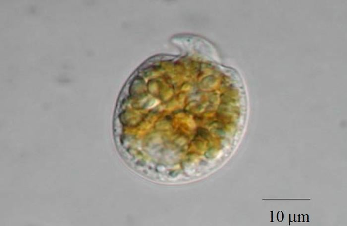 Marine Dinoflagellate Amphidinium sp.