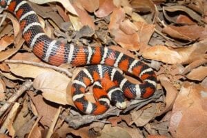 The nonvenomous Arizona mountain kingsnake, which resembles a venomous coral snake, has a survival advantage by warning off would-be predators that avoid colorful coral snakes.