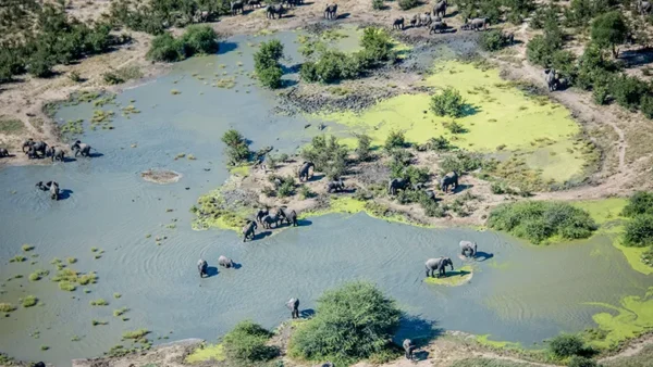 How Climate Change and Toxic Algae Led to Africa’s Largest Elephant Die-Off