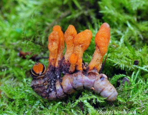 Asian Caterpillar Fungus Reveals New Potential in Cancer Treatment