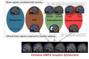 In this study, researchers used positron emission tomography and a special tracer to study the relationship between the distribution of an important neuronal receptor (AMPA) and the occurrence and severity of different psychiatric disorders.