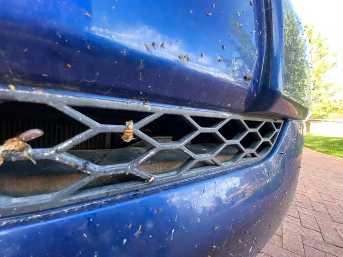 Utah State University ecologist Joseph Wilson and colleagues report millions of bees die in vehicle collisions along Western U.S. highways. As pivotal pollinators, the consequences of these deaths could be significant.