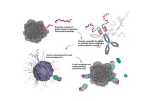 Illustration of a new form of precision medicine, an antibody, with the potential to treat several types of cancer. Researchers have managed to combine three different functions in the antibody, which together strongly amplify the effect of T cells on the cancer tumour.