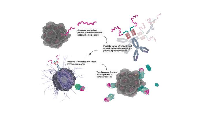 Illustration of a new form of precision medicine, an antibody, with the potential to treat several types of cancer. Researchers have managed to combine three different functions in the antibody, which together strongly amplify the effect of T cells on the cancer tumour.