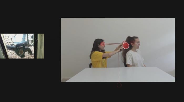 A chimpanzee watching a video of an agent (left) brushing the hair of a patient (right). Red circles indicate her gaze fixations, and red lines indicate attentional switching between agent and patient.