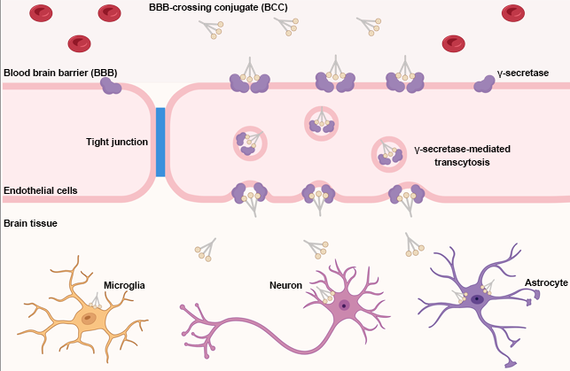 Brain barrier-crossing conjugates enable the systemic delivery of large therapeutic molecules to the brain.