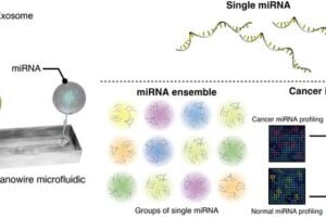 Scientists utilized zinc oxide nanowires to capture cancer-associated miRNAs in urinary extracellular vesicles. By integrating machine learning analysis, they identified specific miRNA ensembles that differentiate lung cancer patients from healthy individuals, showing promise as a non-invasive, early-stage cancer detection tool. This pioneering approach could transform cancer diagnosis, enhancing patient outcomes through earlier intervention.