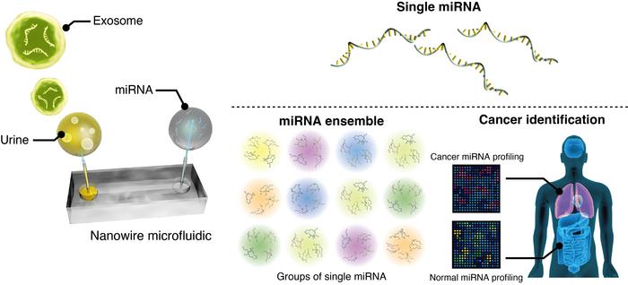 Scientists utilized zinc oxide nanowires to capture cancer-associated miRNAs in urinary extracellular vesicles. By integrating machine learning analysis, they identified specific miRNA ensembles that differentiate lung cancer patients from healthy individuals, showing promise as a non-invasive, early-stage cancer detection tool. This pioneering approach could transform cancer diagnosis, enhancing patient outcomes through earlier intervention.