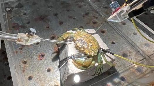 Electrodes measuring brain activity were attached to a shore crab, which was then subjected to mechanical and chemical stimuli.