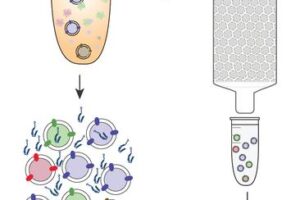 The team’s overall goal was to be able to compare the amounts of α-synuclein protein contained in extracellular vesicles (right side) relative to α-synuclein contained in total plasma (left side). To achieve the former, they innovated an already validated EV-isolation and analysis process with a critical “protein protection assay.”