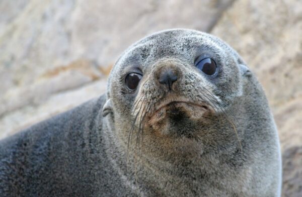 Nature’s Hidden Record Keepers: How Shells, Teeth, and Bones Are Revealing Earth’s Ocean Story