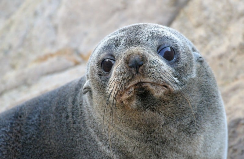 A fur seal is among several sea creatures who are "natural data loggers", leaving clues in their teeth and bones about past environmental events.