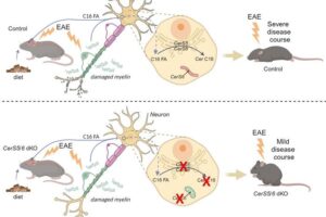 The top panel shows a view of the inside of a neuron where C16 fatty acid derived from palm oil is being synthesized into ceramide C16 (CerC16), which impairs mitochondrial function and results in more severe disease course. The bottom panel shows the same scenario in a mouse with genetic deletions of the ceramide enzymes CerS5 and CerS6. The neurons in these mice do not synthesize Cer C16 from palm oil, resulting in milder disease course.