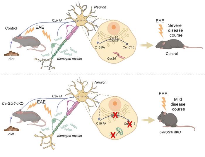 The top panel shows a view of the inside of a neuron where C16 fatty acid derived from palm oil is being synthesized into ceramide C16 (CerC16), which impairs mitochondrial function and results in more severe disease course. The bottom panel shows the same scenario in a mouse with genetic deletions of the ceramide enzymes CerS5 and CerS6. The neurons in these mice do not synthesize Cer C16 from palm oil, resulting in milder disease course.