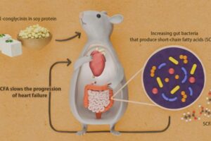 Soy protein β-conglycinin increases the production of short-chain fatty acids by intestinal bacteria, which slows the progression of heart failure.