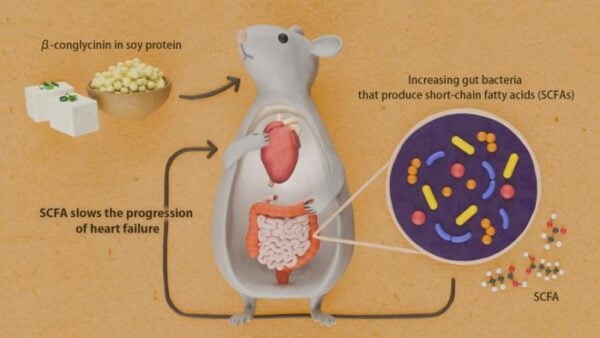 Soy protein β-conglycinin increases the production of short-chain fatty acids by intestinal bacter...                    </div>

                    <div class=