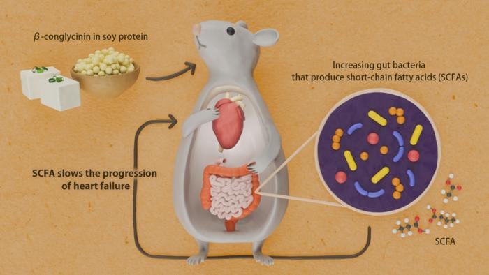 Soy protein β-conglycinin increases the production of short-chain fatty acids by intestinal bacteria, which slows the progression of heart failure.