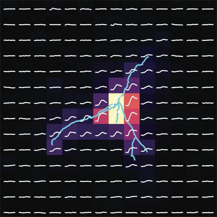 Example neuron in the anterior ventromedial hypothalamus (VMH, blue line). Using a technique called “uncaging”, researchers found that inhibitory signals near the centre of this neuron (yellow squares) were stronger during the fertile phase of the reproductive cycle. Reduced activity in these cells promotes mating behaviour.