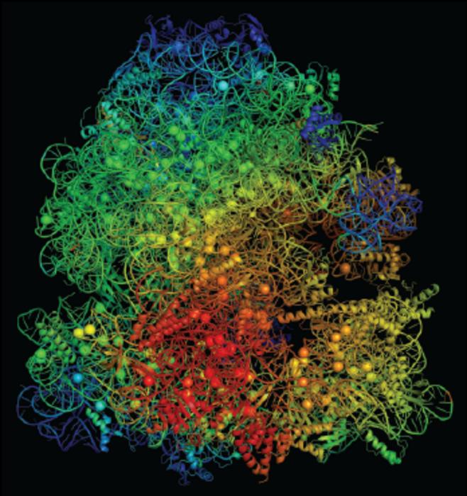 A model structure of a ribosome noted with color-coded flexibility indicators; red highlights ribosome regions that become more flexible, while blue depicts more rigid areas.