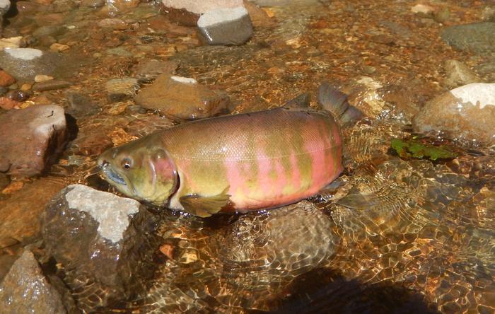 Researchers built a mathematical model looking at how the migratory choices of female masu salmon change in different environmental conditions.