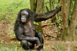 female Bonobo