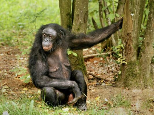 Rangers and Ancient Forests Shield Earth’s Largest Wild Bonobo Population