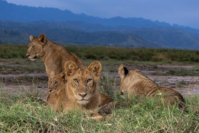 A group of African lion cubs photographed in the Queen Elizabeth National Park in October 2024. Photo by Alex Braczkowski.