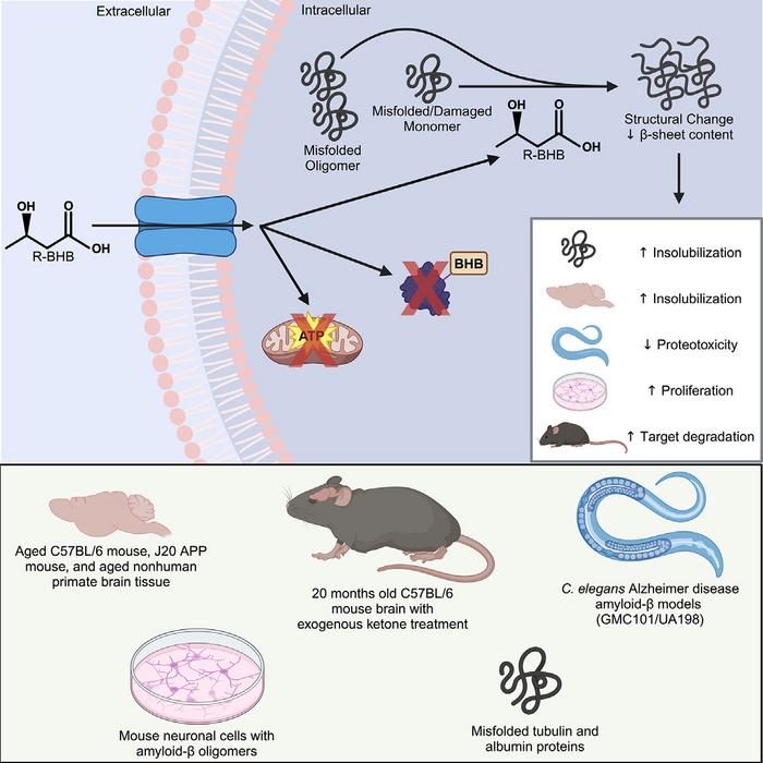 B-hydroxybutyrate is a metabolic regulator of proteostasis in the aged and Alzheimer’s disease brain