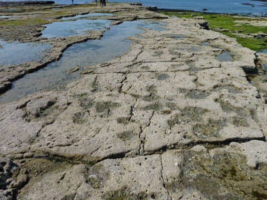 Footprints in Deep Time