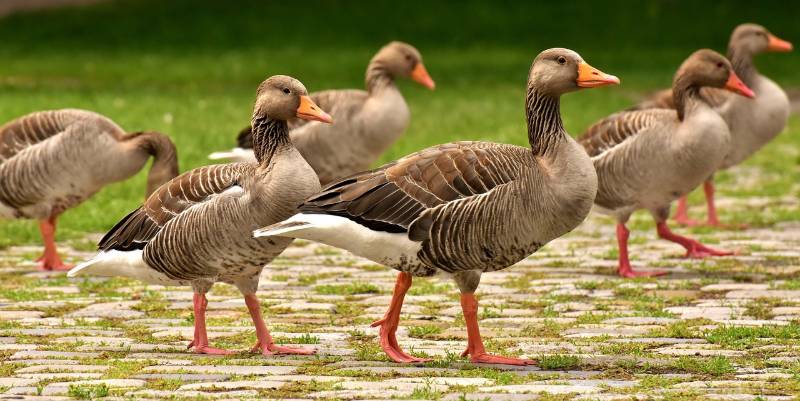 geese at a park