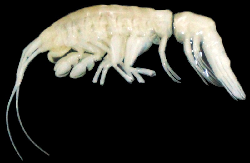 The newly discovered crustacean Ducibella camanchaca is the first large, active predatory amphipod from the extreme depths of Atacama Trench.