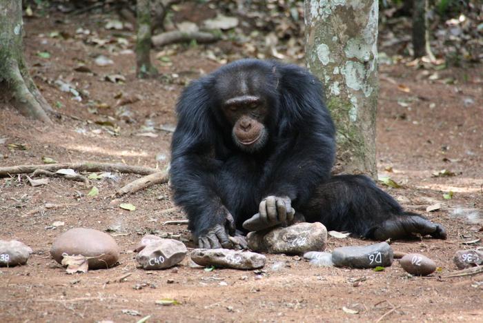 A male individual cracking nuts using stones. Credit: Dora Biro.