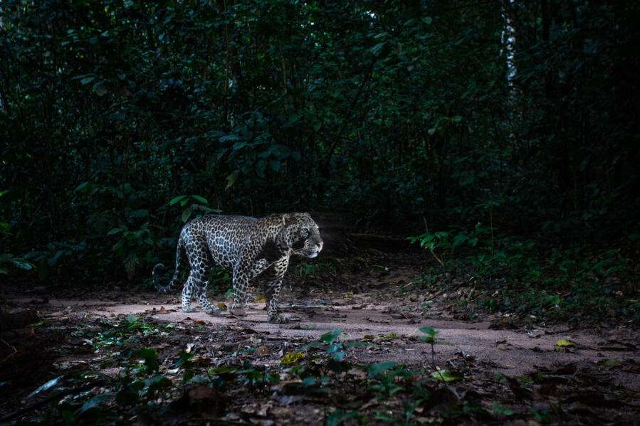 Predator Tersembunyi Terungkap: Langka Sekilas ke Dunia Hutan Rahasia Kongo