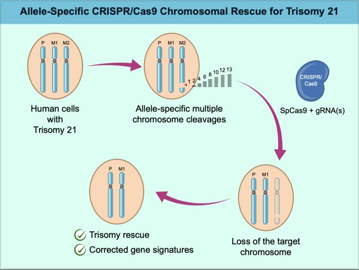 Menggunakan CRISPR untuk menghilangkan kromosom ekstra dalam sindrom Down