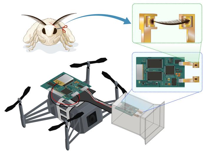 Drone Bio-Hybrid menggunakan antena ngengat sutra untuk menavigasi menggunakan bau