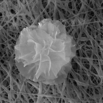 Nanoflower yang halus ini benar -benar mematikan bagi bakteri