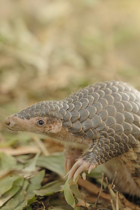 Hari Pangolin Dunia dirayakan dengan genom baru untuk membantu hewan paling diperdagangkan di dunia