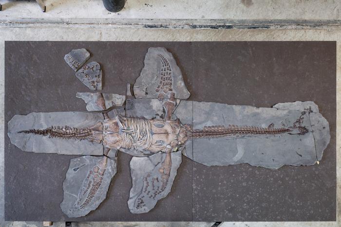 Ancient Sea Monster’s Skin Reveals Surprising Swimming Secret