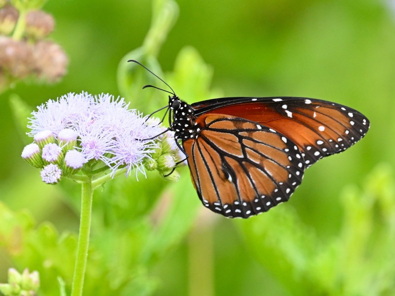 20% of Butterflies in the U.S. Have Disappeared Since 2000