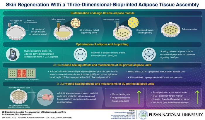 3D Fat Printhches Supercharges Wound Healing