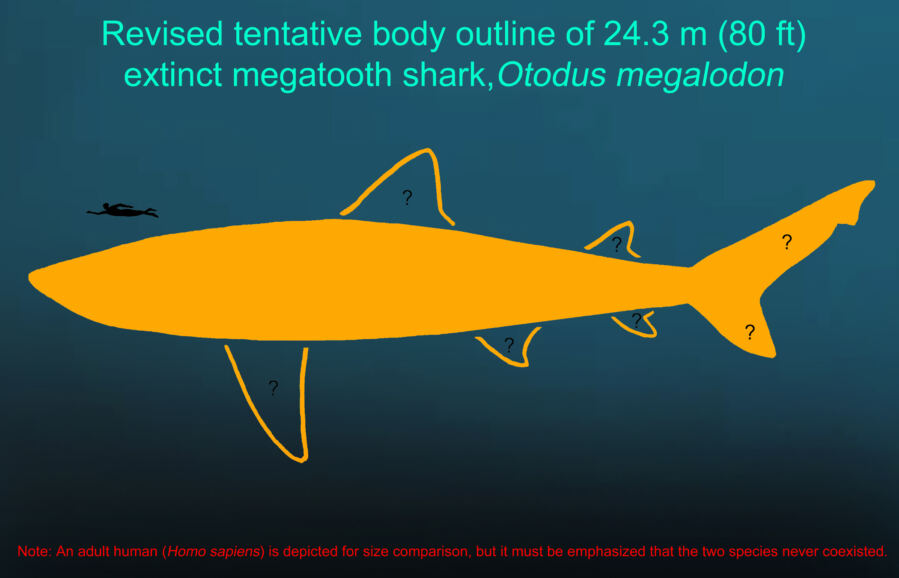 Studi baru mengungkapkan megalodon ramping, bukan kekar – dan mengapa itu penting